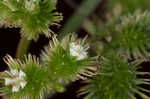 Largefruit blacksnakeroot